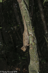 Brookesia superciliaris