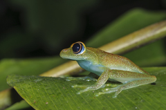 Boophis viridis
