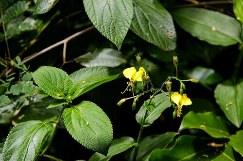 Trapoeraba