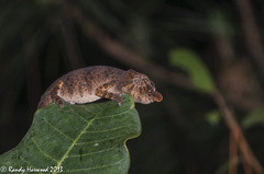 Calumma nasutum
