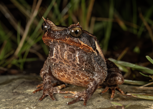 Pelobatrachus baluensis
