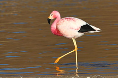 Andean Flamingo photo 2