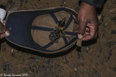 Hemicentetes semispinosus