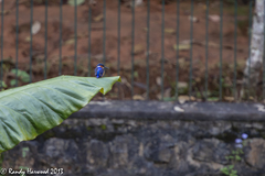 Corythornis vintsioides