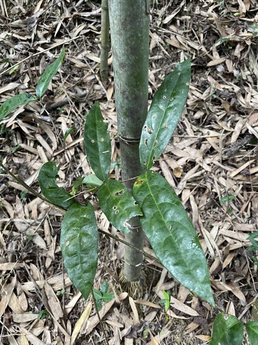 Madagascar