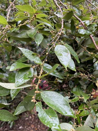 Canela-de-veado
