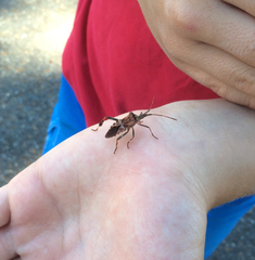 Leptoglossus occidentalis