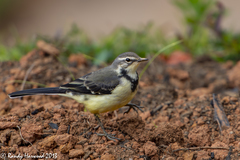 Motacilla flaviventris