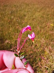 Vaccinium microcarpum