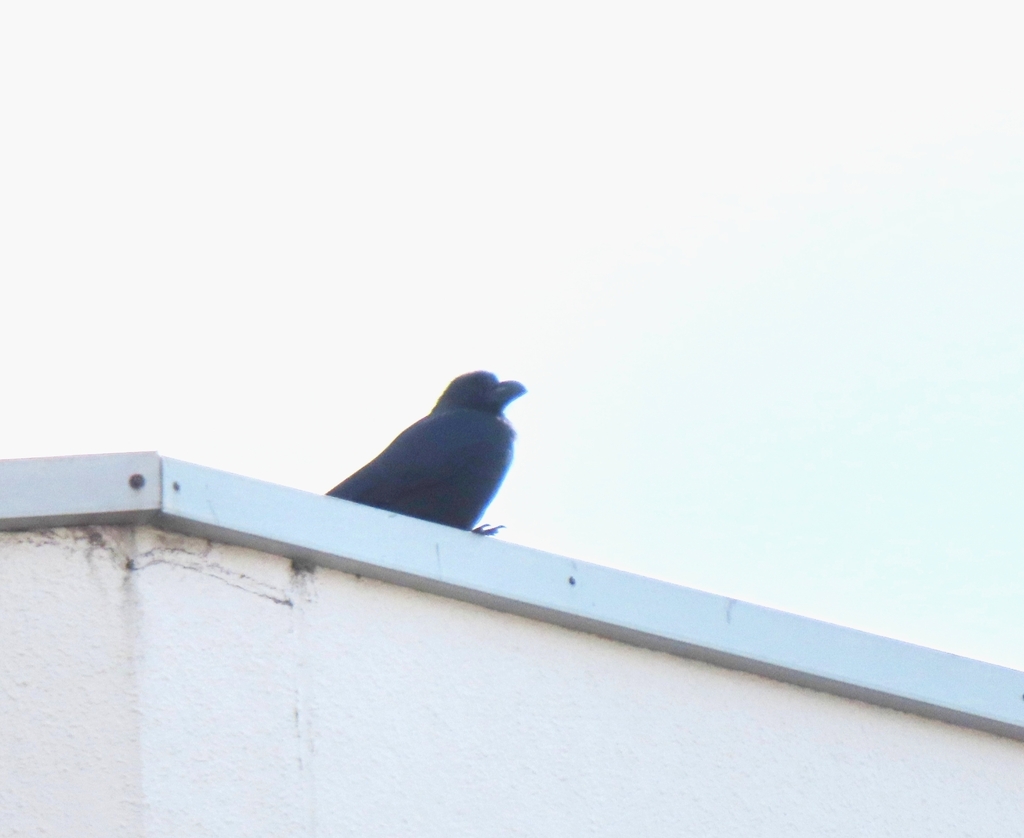 January Crow Large-billed Crow from 日本 〒914-0051 on January 02, 2025 at 11:44 AM by ...