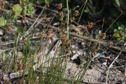 Image of Ficinia bulbosa by (c) Tony Rebelo, some rights reserved (CC BY-SA)