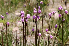 Primula subalpina