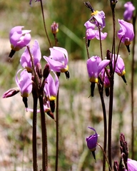 Primula subalpina