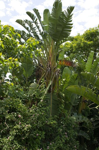 Ave-do-paraíso-branca