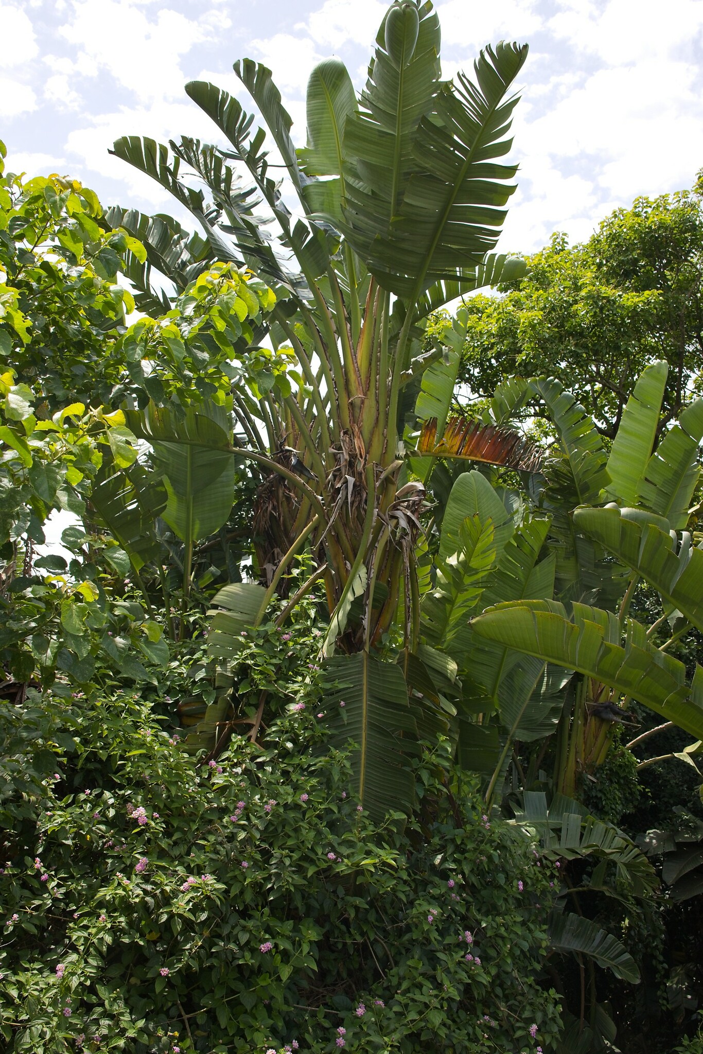 Imagem de Ave-do-paraíso-branca
