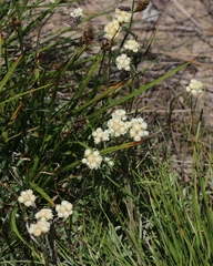 Antennaria corymbosa