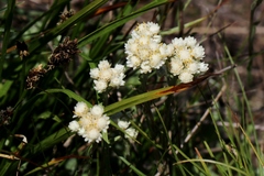 Antennaria corymbosa