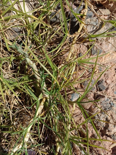 Foto de Grama-batatais