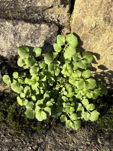 Foto de Mastruço