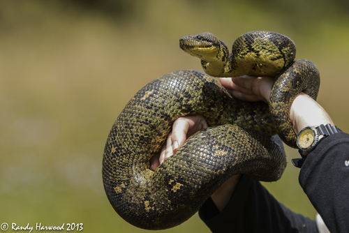 Madagascar tree boa
