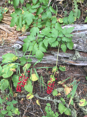 Actaea rubra rubra
