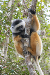 Propithecus diadema