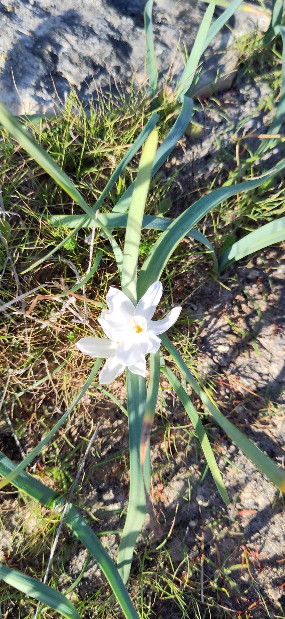 Imagem de Narciso