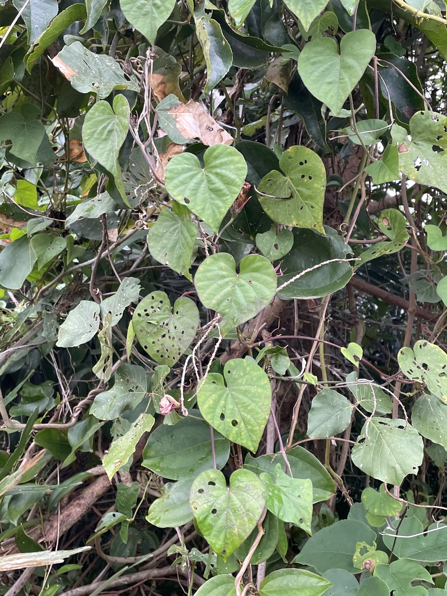 Imagem de Flor de janeiro