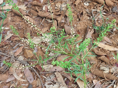 Foto de Mastruço