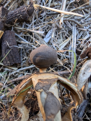 Fornicata