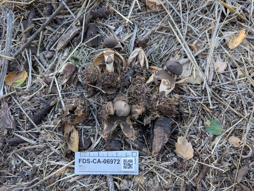 Fornicata (Photo 2 of 2)