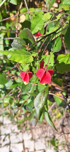 Foto de Malvavisco