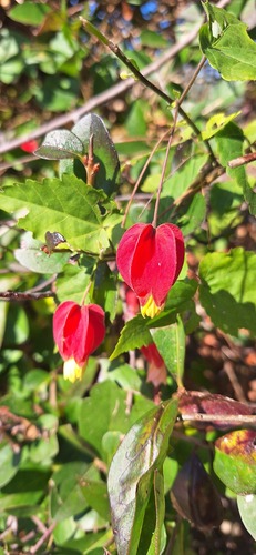 Foto de Malvavisco