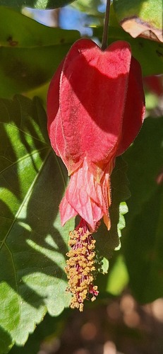 Foto de Malvavisco