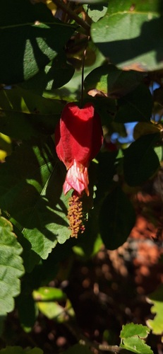 Foto de Malvavisco