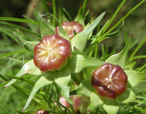 Coreopsis lanceolata
