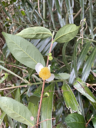 Foto de Chá