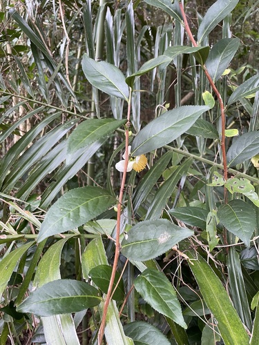 Chá