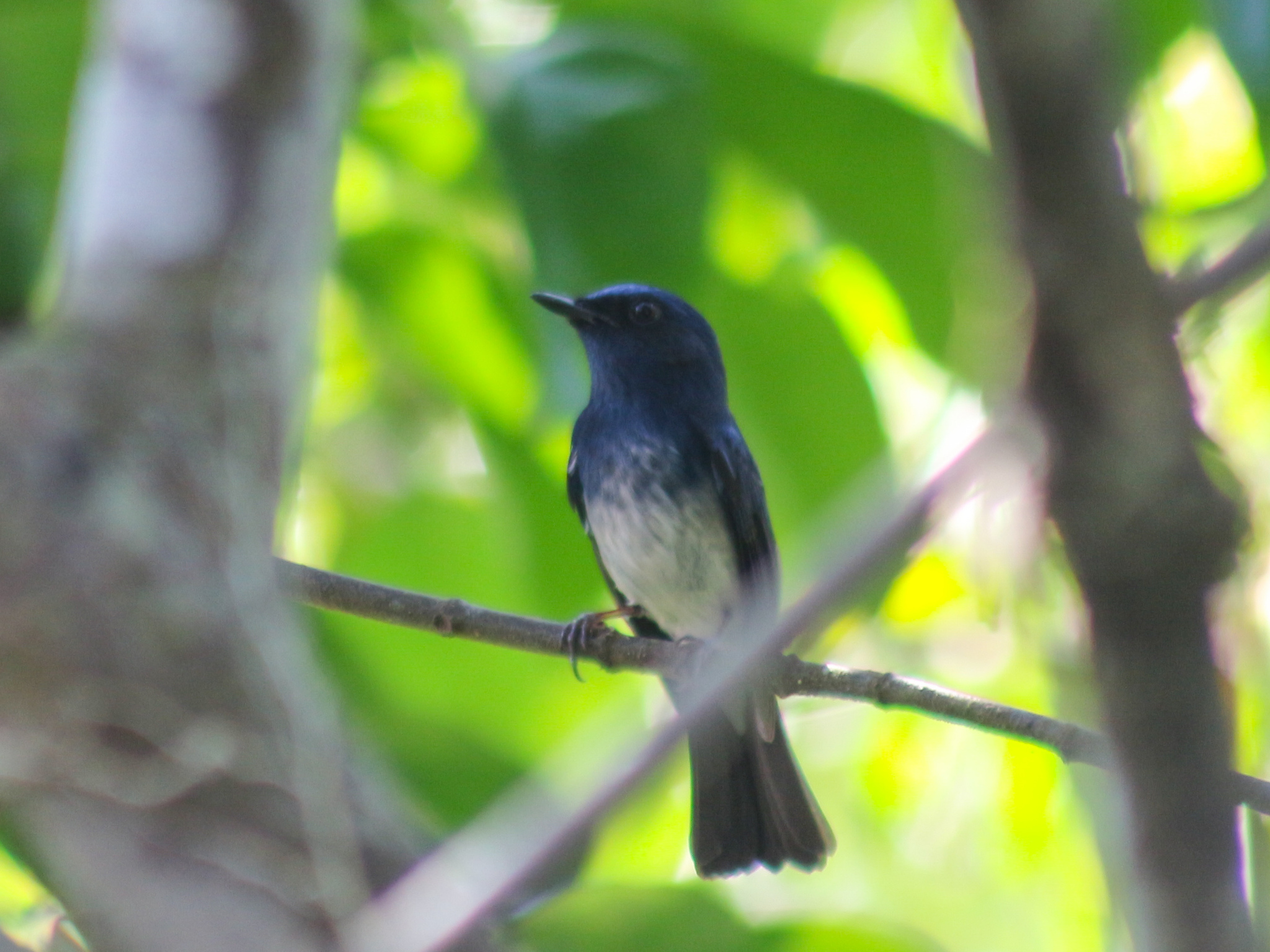Hainan Blue Flycatcher (Cyornis hainanus), photo 7