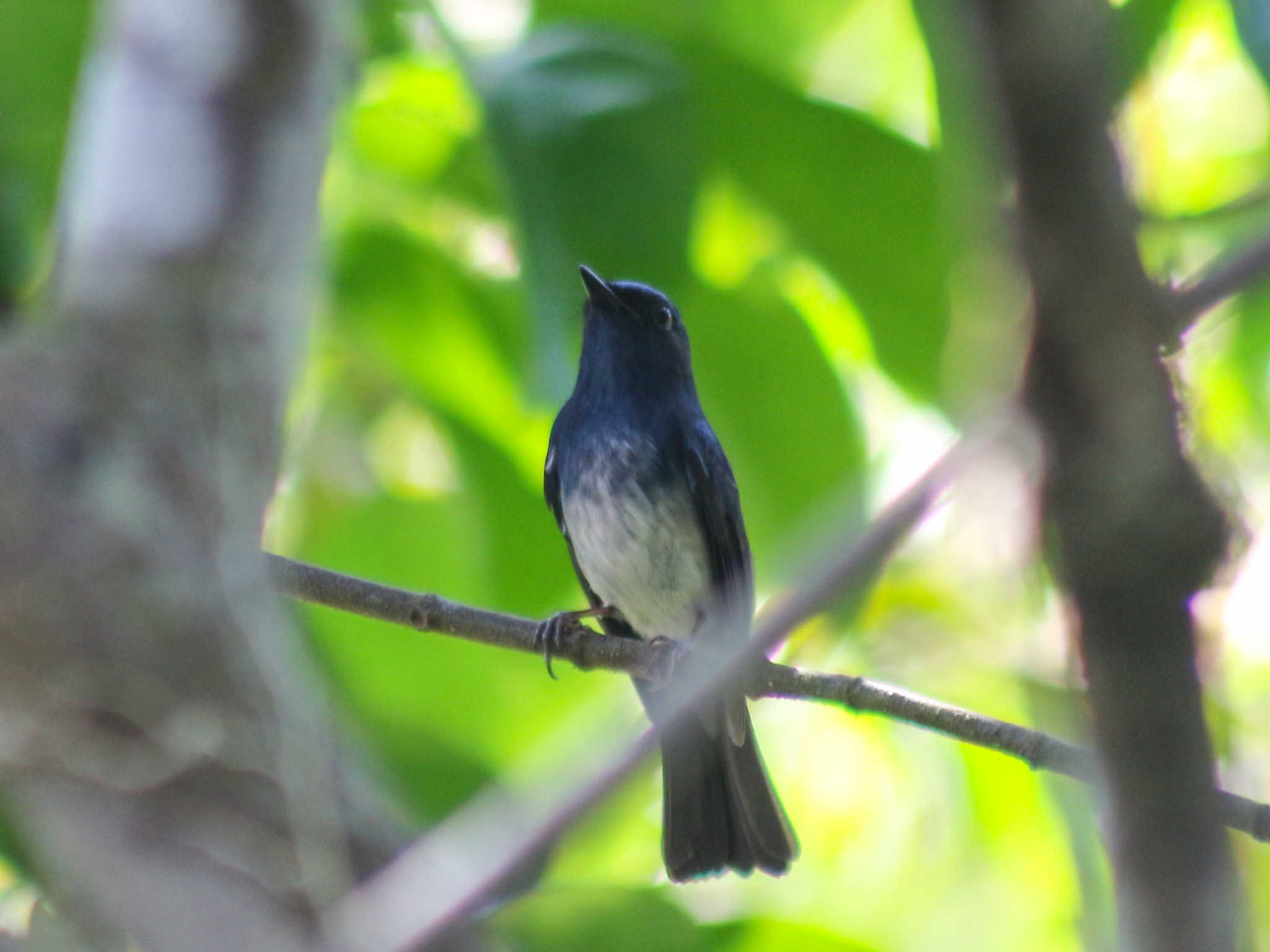 Hainan Blue Flycatcher (Cyornis hainanus), photo 6