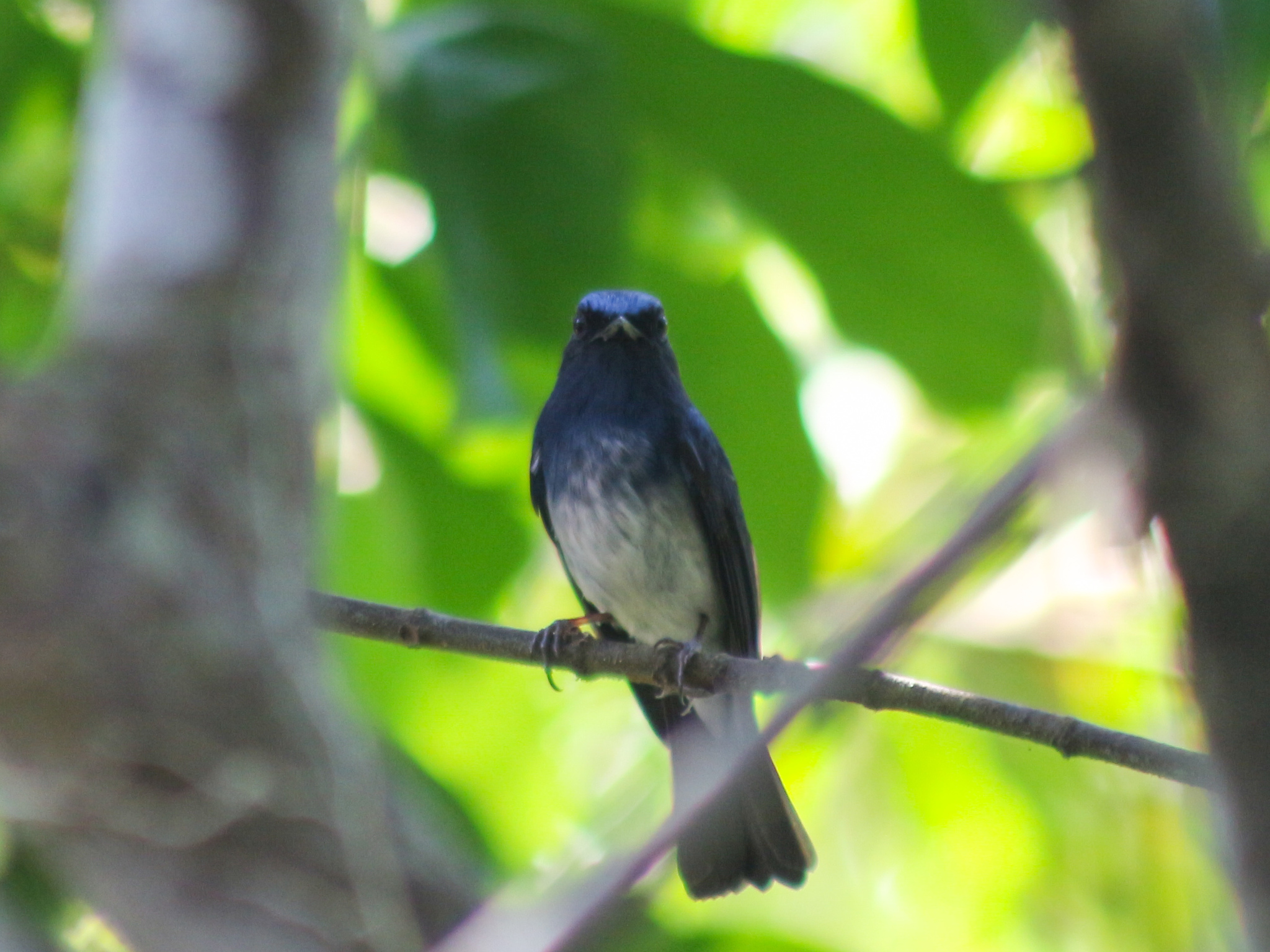 Hainan Blue Flycatcher (Cyornis hainanus), photo 8