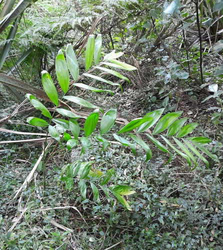 Hardy bamboo palm (Chamaedorea microspadix)