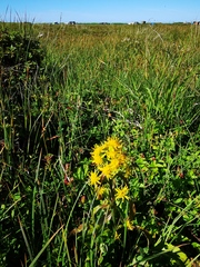 Solidago cuprea