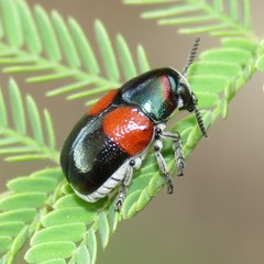 Megalostomis pyropyga