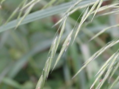 Bromus latiglumis
