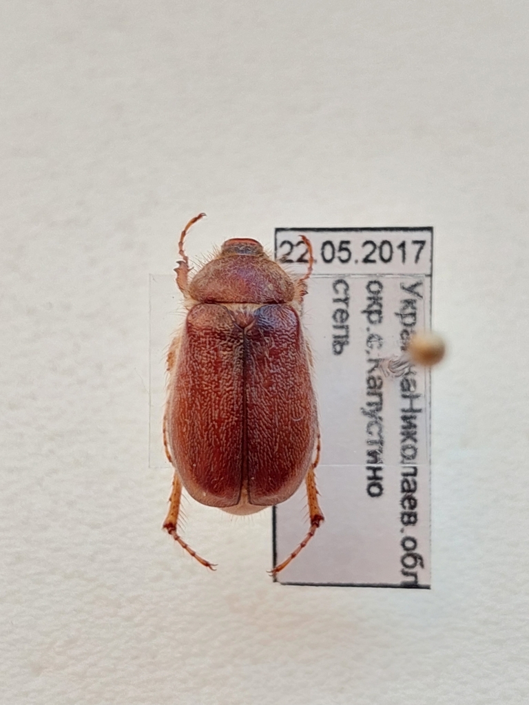 Holochelus pilicollis