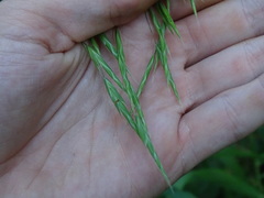Bromus latiglumis