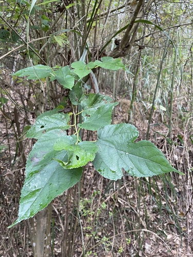 Foto de Amora