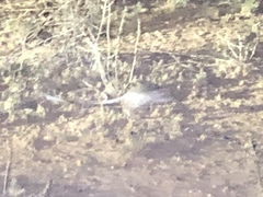 Dipodomys spectabilis