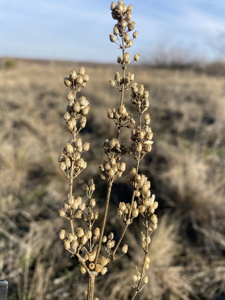 Silene borysthenica; photograph Stanislav Murashkin, CC BY, iNaturalist via GBIF